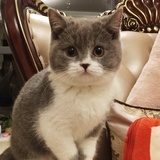 醉清风