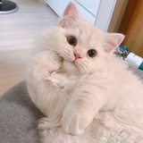 kjing6824