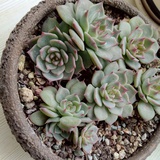 痛经的喷菇