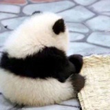 北方来的小兔子