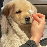 鹰