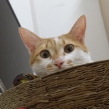 送你一朵小红花