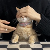 秋野