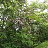 木之兮