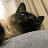 yaya