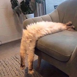 倒立的不倒翁
