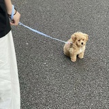 白薯