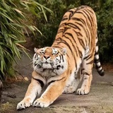 Ares