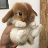 草原野兔儿