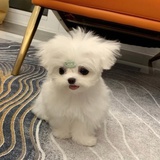七仔