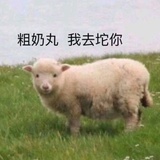 羊羊
