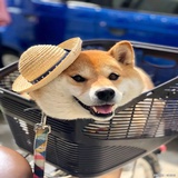 Aveenobaby