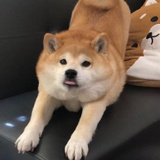 kki