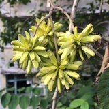 小灰灰