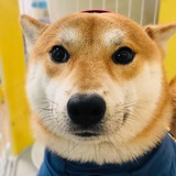 弥楽