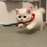 高小浣熊同学