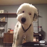 雨大王