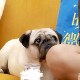 毁灭吧