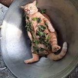 多巴哥岛散步