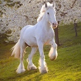 没头脑和不高兴