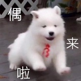 手打温妮