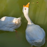 是我呀呀呀呀呀