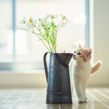 一只温柔的猫