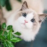豆粉