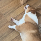 疯珠
