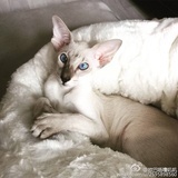 吝啬的猫