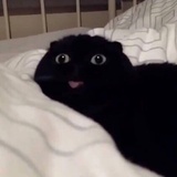 颜狗本狗