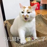 一只困肉包