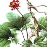 长白山人参文化