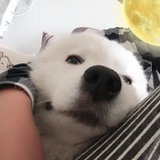 悲酒北醅