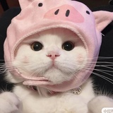 不是