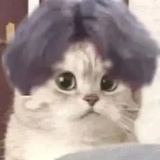 只因智
