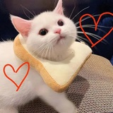 咖啡猪猪也是猪