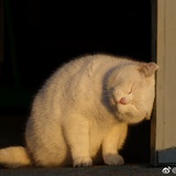 李铁铁