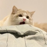 瞄