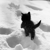 王玉玊