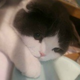 剧透喵