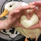 可以说在看