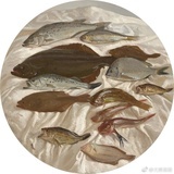 小章鱼儿~