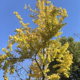 闹闹