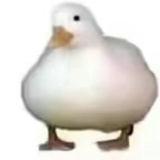乌西奥苏埃