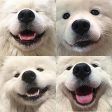 何(*^ω^*)