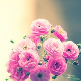 Celline_yyy