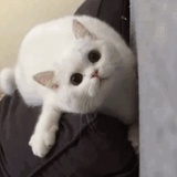 板桥石狮子