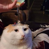 叡克挈斯
