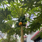 沙漠跳蛙